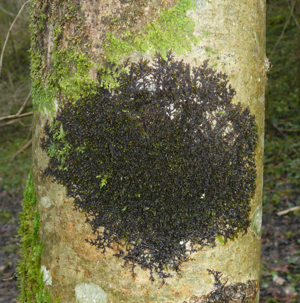 Frullania dilatata 150108b.jpg © Bernd Haynold