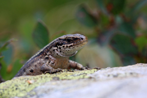 Lézard vivipare © Marc Corail - Parc national des Ecrins