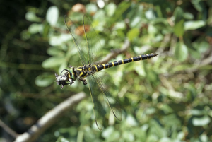 Cordulégastre annelé - Femelle © Marion Digier - Parc national des Ecrins