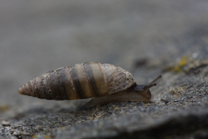 Granaria variabilis © Damien Combrisson - Parc national des Ecrins