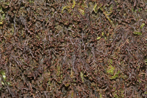 Frullania tamarisci (a, 144607-474851) 2056.JPG © HermannSchachner