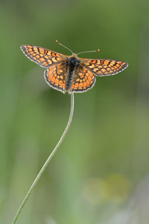 Euphydryas aurinia © Mireille Coulon - Parc National des Ecrins