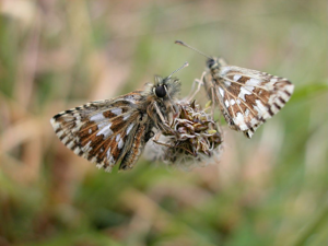 Hespérie de la parcinière © Bernard Nicollet - Parc national des Ecrins