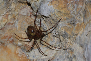 Meta menardi © Marc Corail - Parc national des Ecrins
