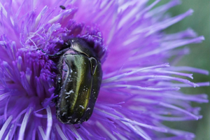 Cétoine dorée © Ludovic Imberdis - Parc national des Ecrins