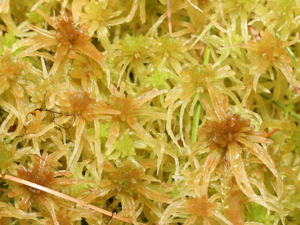 Sphagnum angustifolium.jpeg © Kristian Peters -- Fabelfroh 14:57, 7 September 2007 (UTC)