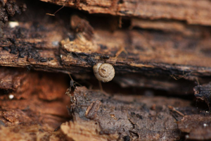 Vallonia costata © Damien Combrisson - Parc national des Ecrins