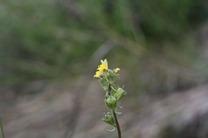 Linaire simple © Marie-Geneviève Nicolas - Parc national des Ecrins