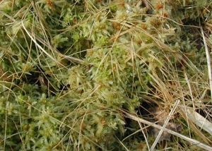 Sphagnum-cuspidatum.jpg © Sten Porse at da.wikipedia / *derivative work: Sten Porse (talk)