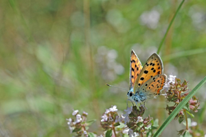 Cuivré mauvin © Gil Deluermoz - Parc national des Ecrins
