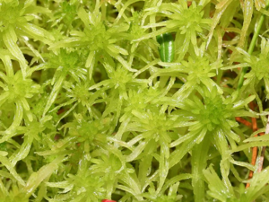 Sphagnum fallax.jpeg © Kristian Peters -- Fabelfroh 14:51, 7 September 2007 (UTC)