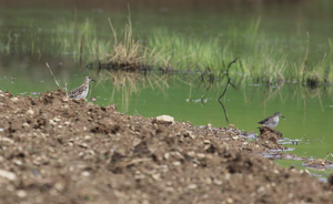 Chevalier sylvain © Marc Corail - Parc national des Ecrins