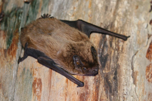 Noctule de Leisler © Marc Corail - Parc national des Ecrins