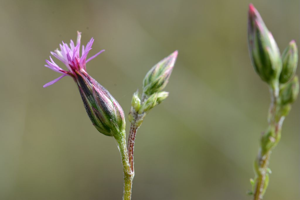 Crupine commune © Bernard Nicollet - Parc national des Ecrins