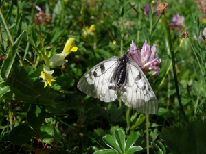 Semi-Apollon (Le) © Emmanuelle Dova - Parc national des Ecrins
