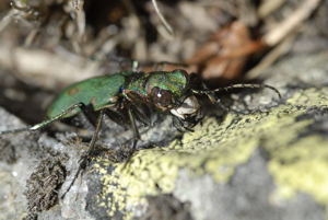 Cicindela campestris © Mireille Coulon - Parc national des Ecrins