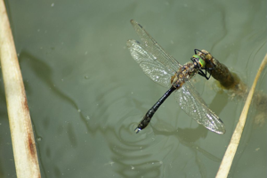 Cordulie bronzée - Mâle © Donovan Maillard - Parc national des Ecrins