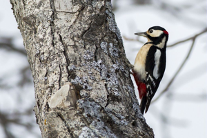 Pic épeiche © Pascal Saulay - Parc national des Ecrins