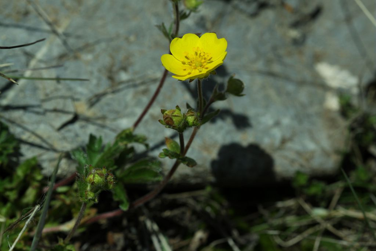 Potentille de Crantz &copy; Cédric Dentant - Parc national des Ecrins