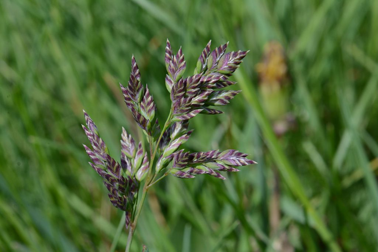 Pâturin des Alpes &copy; Bernard Nicollet - Parc national des Ecrins