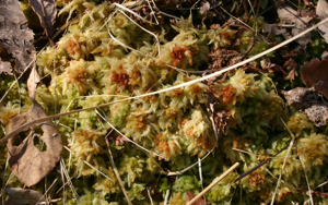 Sphagnum-fuscum.JPG © Sten Porse