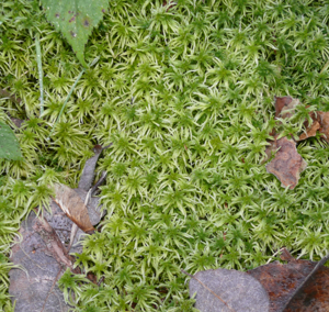 Sphagnum girgensohnii 130108.jpg © Bernd Haynold