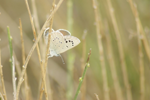Azuré de la badasse © Donovan Maillard - Parc national des Ecrins