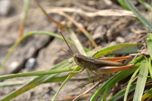 Euchorthippus elegantulus © Mireille Coulon - Parc national des Ecrins
