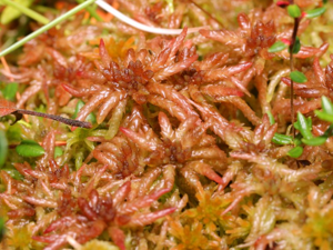 Sphagnum magellanicum.jpeg © Kristian Peters -- Fabelfroh 15:11, 5 September 2007 (UTC)
