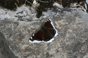 Morio © Bernard Nicollet - Parc national des Ecrins