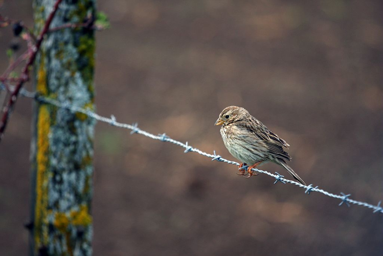 Bruant proyer &copy; Marc Corail - Parc national des Ecrins