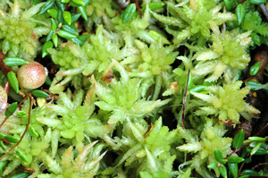 Sphagnum.palustre.-.lindsey.jpg © James K. Lindsey