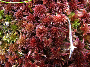 Sphagnum rubellum.jpg © b.gliwa