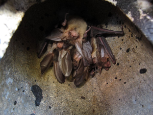 Oreillard roux, Oreillard septentrional -  Contrôle des gîtes artificiels - Natura 2000 Fournel - Col de la Pousterle - L'Argentière la Bessée - Vallouise © Marc Corail - Parc national des Ecrins
