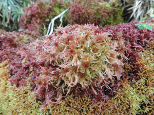 Musgo do genero Sphagnum cobre formação rochosa em rio sig.JPG © Lauro Sirgado