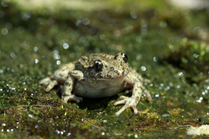 Pélodyte ponctué © Cédric Dentant - Parc national des Ecrins