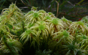 Sphagnum squarrosum 091207.jpg © Bernd Haynold