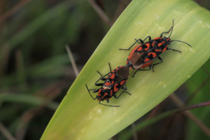 Spilosthetus saxatilis - Ancelle - Champsaur © Marc Corail - Parc national des Ecrins