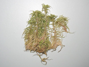 Sphagnum subnitens.jpeg © Kristian Peters Fabelfroh 11:38, 15 September 2007 (UTC)