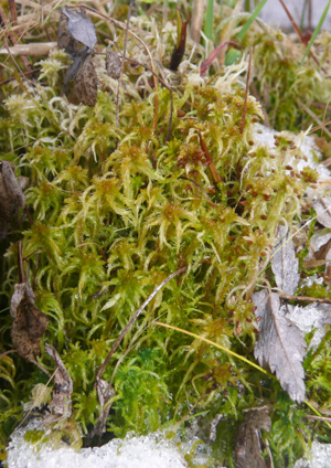 Sphagnum subsecundum 301207b.jpg © Bernd Haynold