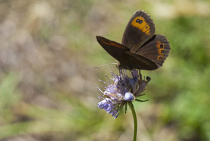 Moiré automnal (Le) © Olivier Warluzelle - Parc national des Ecrins