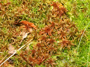Sphagnum warnstorfii.jpeg © Kristian Peters -- Fabelfroh 11:33, 15 September 2007 (UTC)