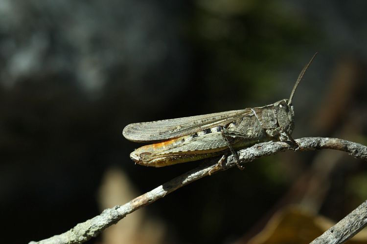 Criquet des pins © Donovan Maillard - Parc national des Ecrins
