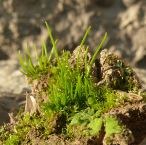 Anthoceros agrestis 060910a.jpg © BerndH
