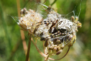 Épeire des bois - Aculepeira ceropegia © Ludovic Imberdis - Parc national des Ecrins