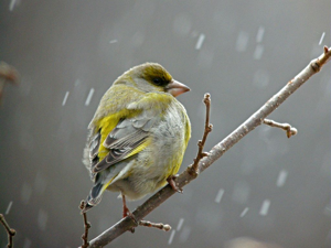 Verdier d'Europe © Damien Combrisson - Parc national des Ecrins