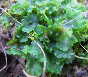 Phaeoceros laevis.jpg © Commons
