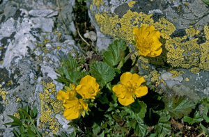 Benoites des montagnes © Bernard Nicollet - Parc national des Ecrins