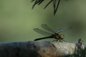 Sympétrum vulgaire - Mâle © Donovan Maillard - Parc national des Ecrins