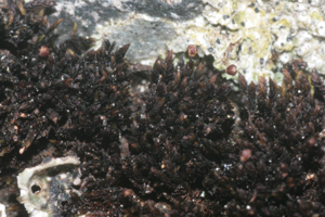 Andreaea rupestris (a, 141109-472338) 9773.JPG © HermannSchachner